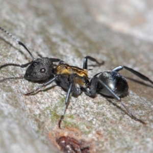 Polyrhachis ornata at Acton, ACT - 26 Mar 2019