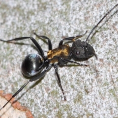 Polyrhachis ornata at Acton, ACT - 26 Mar 2019