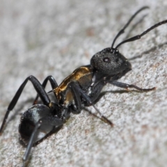 Polyrhachis ornata at Acton, ACT - 26 Mar 2019