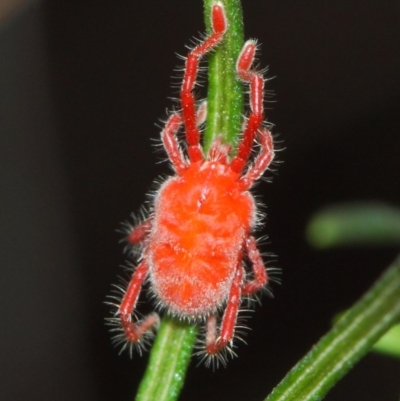 Trombidiidae (family) (Red velvet mite) at Acton, ACT - 22 Mar 2019 by TimL