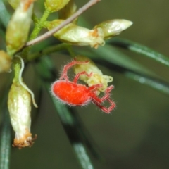 Trombidiidae (family) at Acton, ACT - 22 Mar 2019