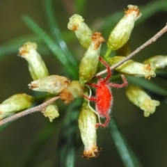 Trombidiidae (family) at Acton, ACT - 22 Mar 2019