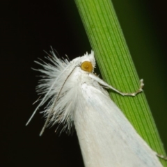 Tipanaea patulella (A Crambid moth) at ANBG - 22 Mar 2019 by TimL