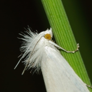 Tipanaea patulella at Hackett, ACT - 22 Mar 2019