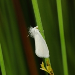 Tipanaea patulella at Hackett, ACT - 22 Mar 2019