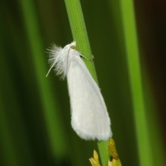 Tipanaea patulella at Hackett, ACT - 22 Mar 2019 12:24 PM