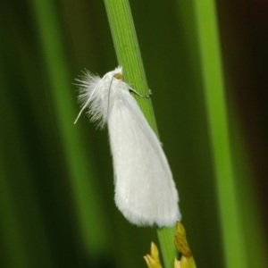 Tipanaea patulella at Hackett, ACT - 22 Mar 2019