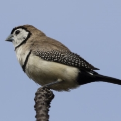 Stizoptera bichenovii (Double-barred Finch) at Illilanga & Baroona - 22 Mar 2019 by Illilanga