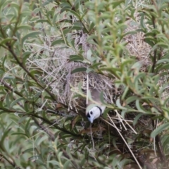 Stizoptera bichenovii at Michelago, NSW - 22 Mar 2019