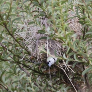 Stizoptera bichenovii at Michelago, NSW - 22 Mar 2019