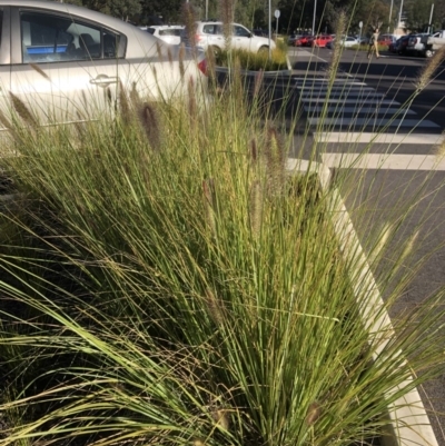 Cenchrus purpurascens (Swamp Foxtail) at Acton, ACT - 27 Mar 2019 by Plark