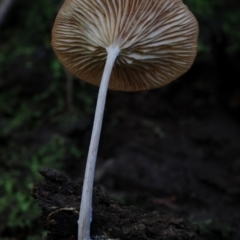 Clitocybe s.l. at Bodalla State Forest - 25 Mar 2019 by Teresa