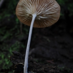 Unidentified Cap on a stem; gills below cap [mushrooms or mushroom-like] at Box Cutting Rainforest Walk - 25 Mar 2019 by Teresa