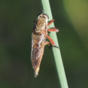 Colepia ingloria at Paddys River, ACT - 20 Feb 2019