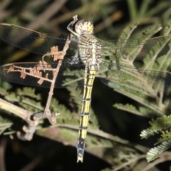 Orthetrum caledonicum (Blue Skimmer) at Ainslie, ACT - 25 Mar 2019 by jb2602