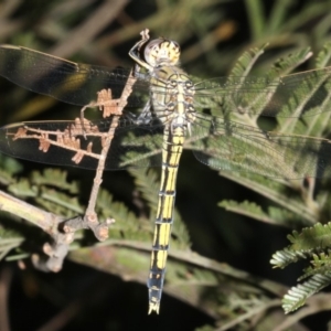 Orthetrum caledonicum at Ainslie, ACT - 25 Mar 2019 10:32 PM