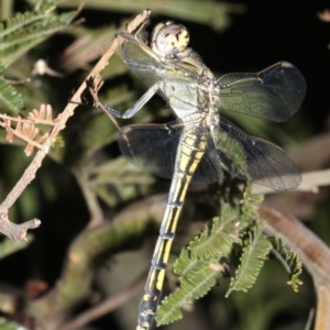 Orthetrum caledonicum at Ainslie, ACT - 25 Mar 2019 10:32 PM