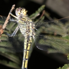 Orthetrum caledonicum at Ainslie, ACT - 25 Mar 2019 10:32 PM