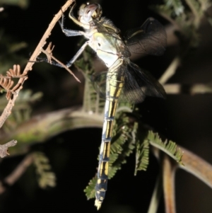 Orthetrum caledonicum at Ainslie, ACT - 25 Mar 2019 10:32 PM