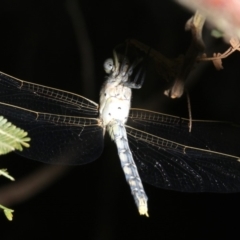 Orthetrum caledonicum at Ainslie, ACT - 25 Mar 2019 10:32 PM