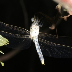 Orthetrum caledonicum at Ainslie, ACT - 25 Mar 2019 10:32 PM