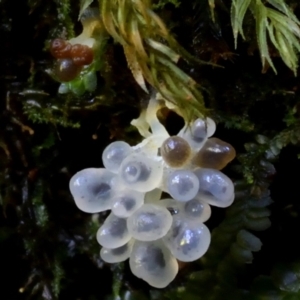 Myxomycete-plasmodium(class) at Kianga, NSW - 26 Mar 2019 12:00 AM