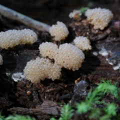 Myxomycete-plasmodium(class) at Kianga, NSW - 26 Mar 2019