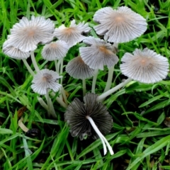 Parasola plicatilis (An Ink Cap) at Dalmeny, NSW - 23 Mar 2019 by Teresa