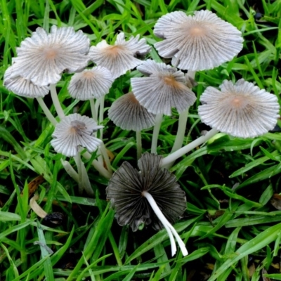 Parasola plicatilis (An Ink Cap) at Dalmeny, NSW - 23 Mar 2019 by Teresa