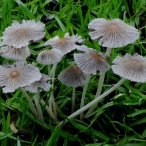 Parasola plicatilis at Dalmeny, NSW - 24 Mar 2019