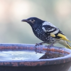 Anthochaera phrygia (Regent Honeyeater) at Symonston, ACT - 25 Mar 2019 by rawshorty