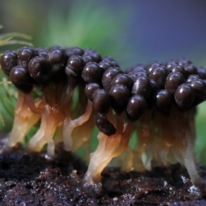 Myxomycete-plasmodium(class) at Box Cutting Rainforest Walk - 26 Mar 2019