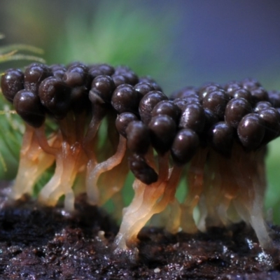 Myxomycete-plasmodium(class) (A slime mould) at Kianga, NSW - 25 Mar 2019 by Teresa