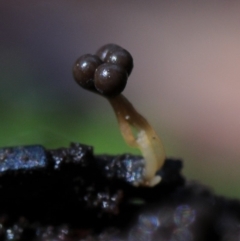 Myxomycete-plasmodium(class) at Box Cutting Rainforest Walk - 26 Mar 2019