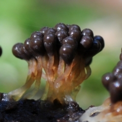 Myxomycete-plasmodium(class) at Box Cutting Rainforest Walk - 26 Mar 2019