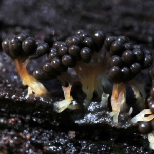 Myxomycete-plasmodium(class) at Box Cutting Rainforest Walk - 26 Mar 2019