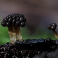 Myxomycete-plasmodium(class) at Box Cutting Rainforest Walk - 26 Mar 2019