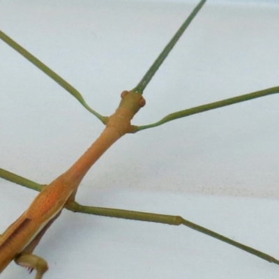 Phasmatodea (order) (Unidentified stick insect) at Conjola, NSW - 17 Mar 2019 by Margieras