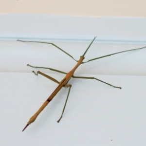 Phasmatodea (order) at Conjola, NSW - 17 Mar 2019 09:07 AM