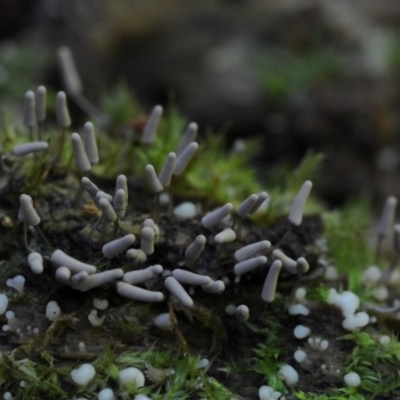 Arcyria cinerea at Kianga, NSW - 26 Mar 2019 by Teresa