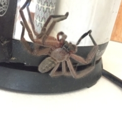 Delena cancerides (Social huntsman spider) at Mirador, NSW - 26 Mar 2019 by hynesker1234