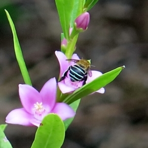 Amegilla sp. (genus) at Conjola, NSW - 14 Mar 2019