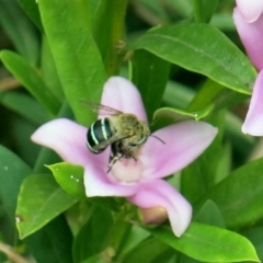 Amegilla sp. (genus) at Conjola, NSW - 14 Mar 2019