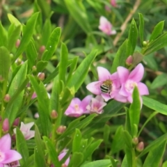 Amegilla sp. (genus) at Conjola, NSW - 14 Mar 2019