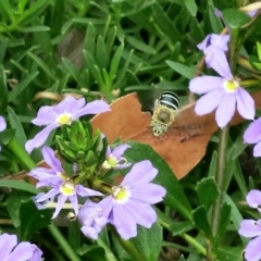 Amegilla sp. (genus) at Conjola, NSW - 14 Mar 2019