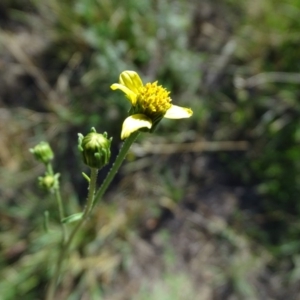 Bidens subalternans at Isaacs, ACT - 26 Mar 2019 03:47 PM