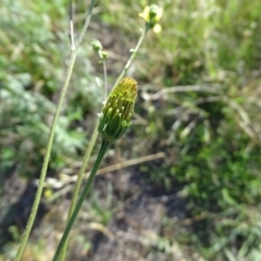 Bidens subalternans at Isaacs, ACT - 26 Mar 2019