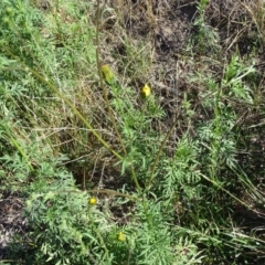 Bidens subalternans at Isaacs, ACT - 26 Mar 2019 03:47 PM