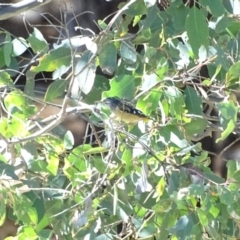 Pardalotus punctatus (Spotted Pardalote) at Isaacs Ridge and Nearby - 26 Mar 2019 by Mike