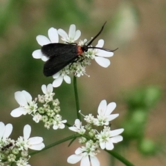 Unidentified Other moth at Conjola National Park - 13 Mar 2019 by Margieras